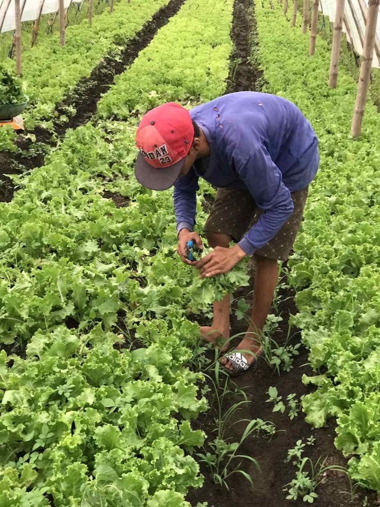 mayani-transforming-the-livelihood-of-smallholder-farmers-through-agri